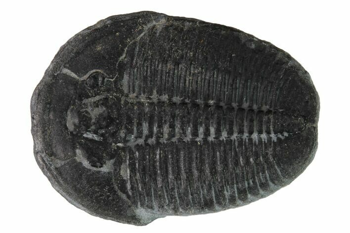 Elrathia Trilobite Fossil - Utah #169500
